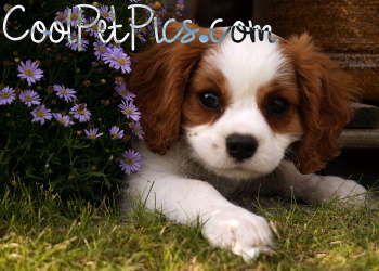 Cute Pet Pics